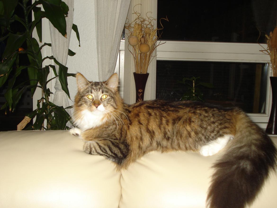 Maine Coon Tullemus - Er jeg ikke fin billede 13