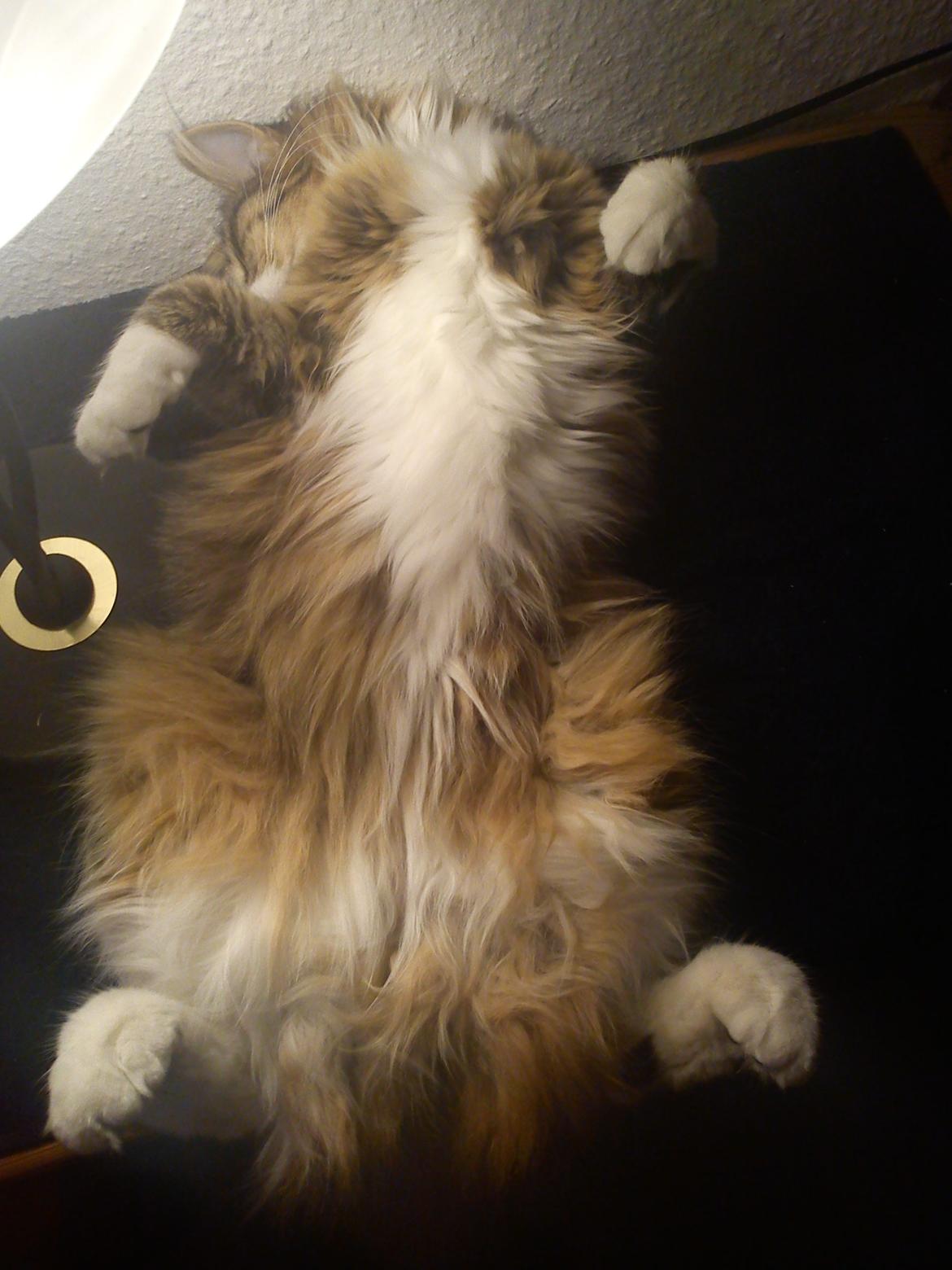 Maine Coon Tullemus - Sådan kan man også slappe af  billede 14