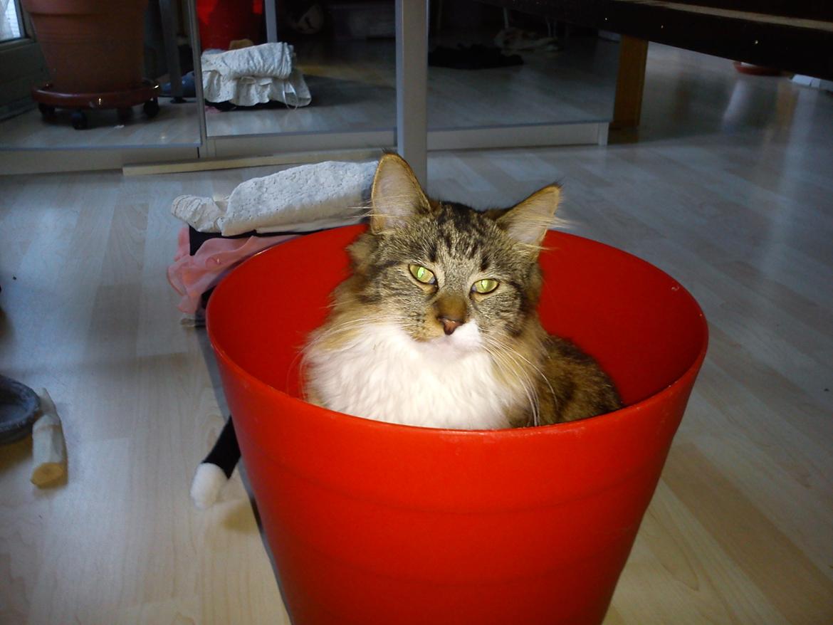 Maine Coon Tullemus - En skraldespand kan man også sidde i  billede 15