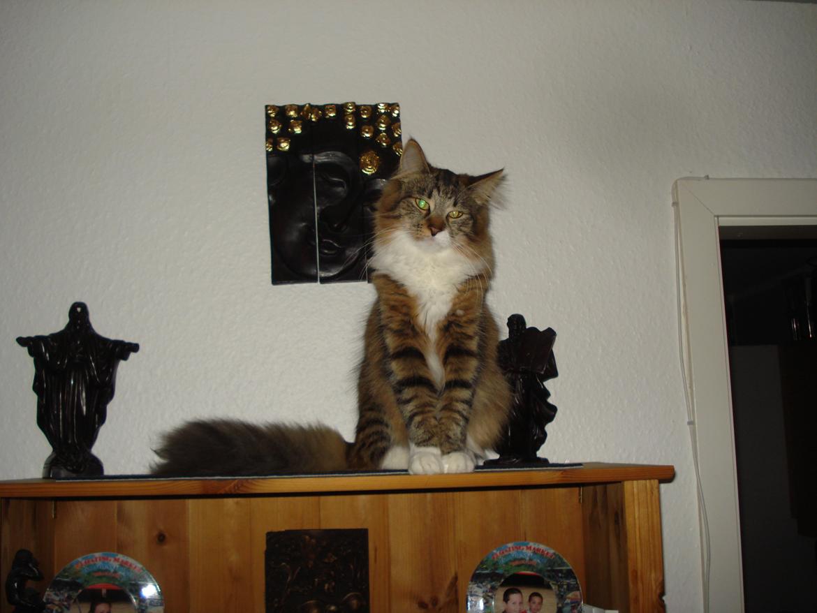 Maine Coon Tullemus billede 16