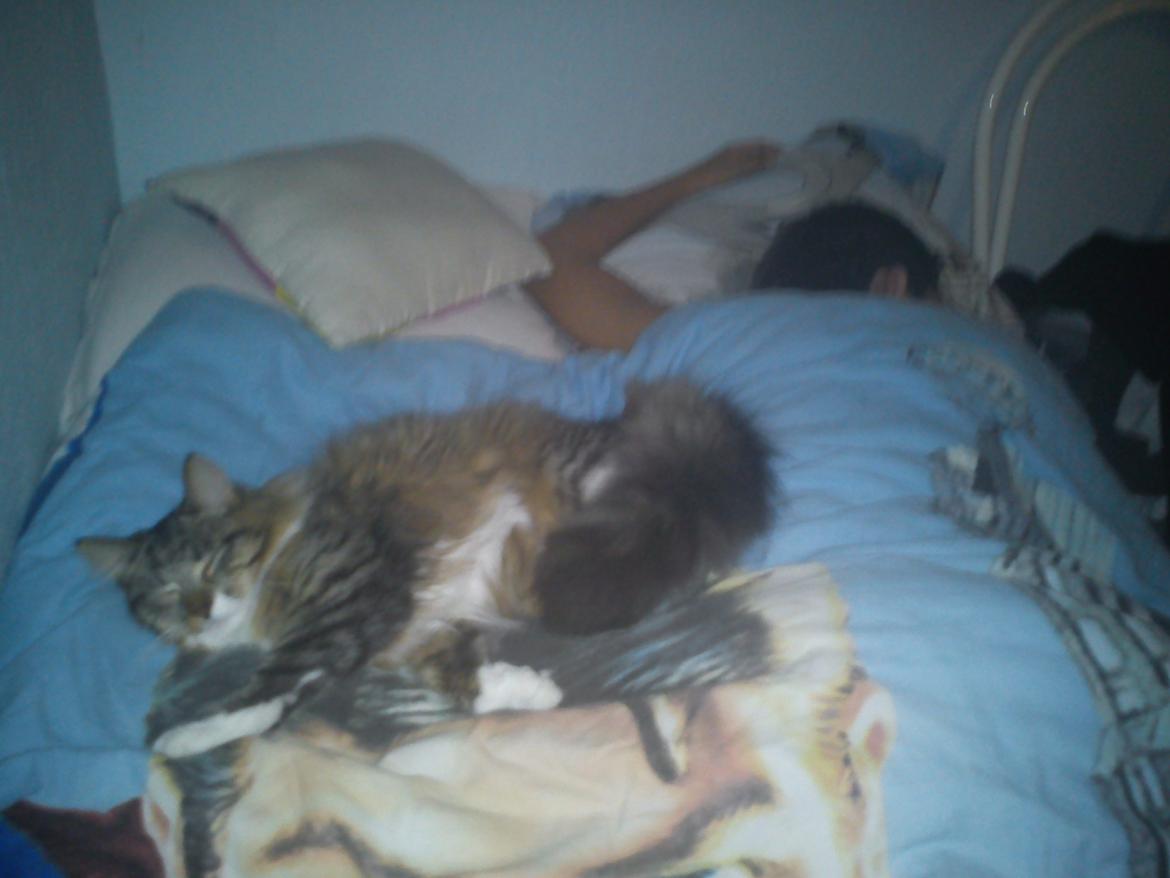 Maine Coon Tullemus - Så er det nat billede 17