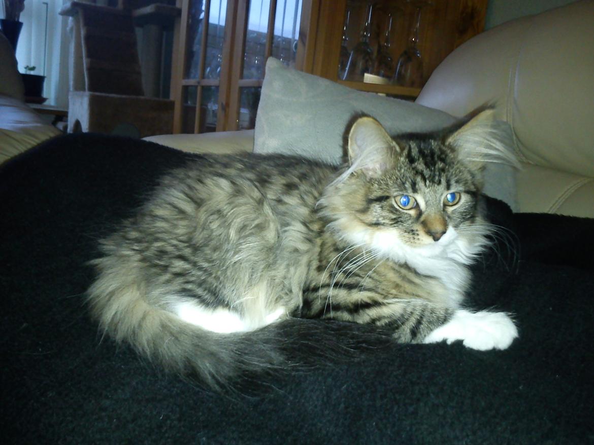 Maine Coon Tullemus - Min madmor siger jeg er så smuk billede 18