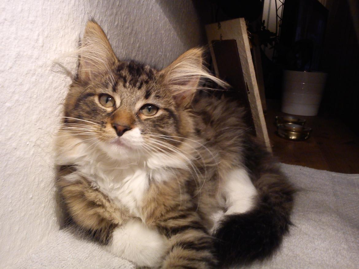 Maine Coon Tullemus - Profil billed :) billede 19