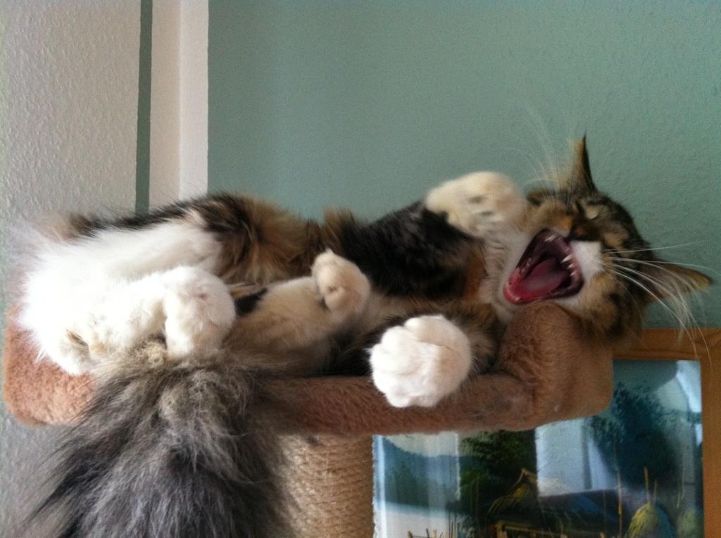 Maine Coon Tullemus - Jeg kan se farlig ud billede 20