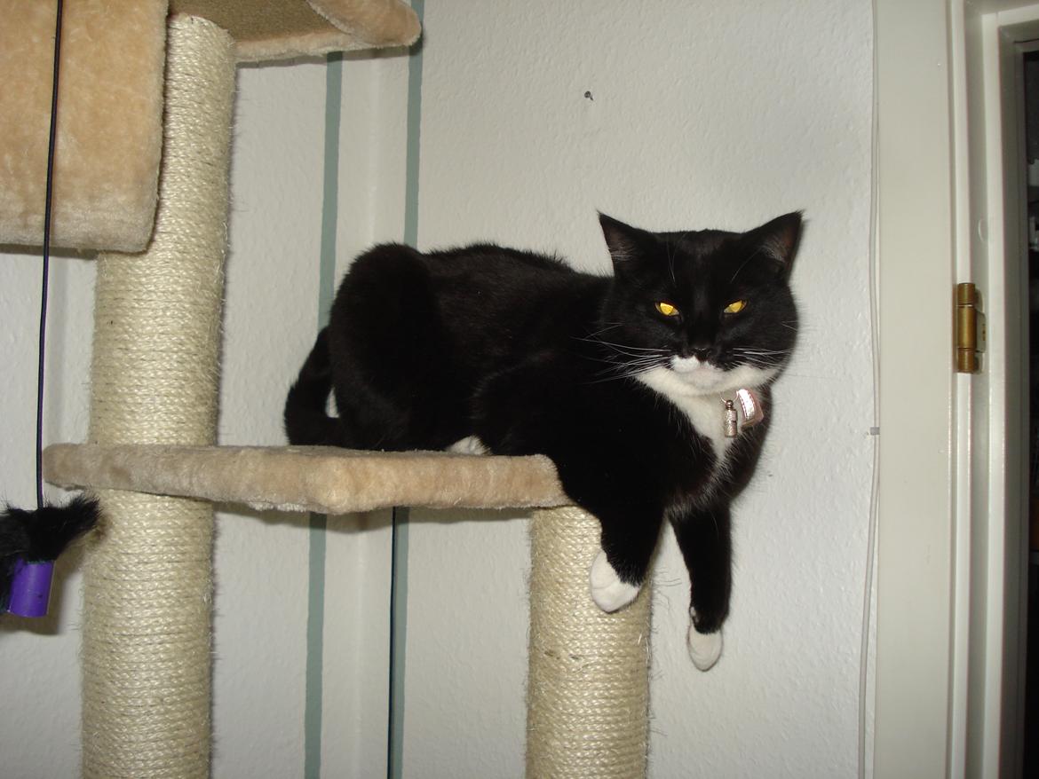 Huskat Blackie billede 8