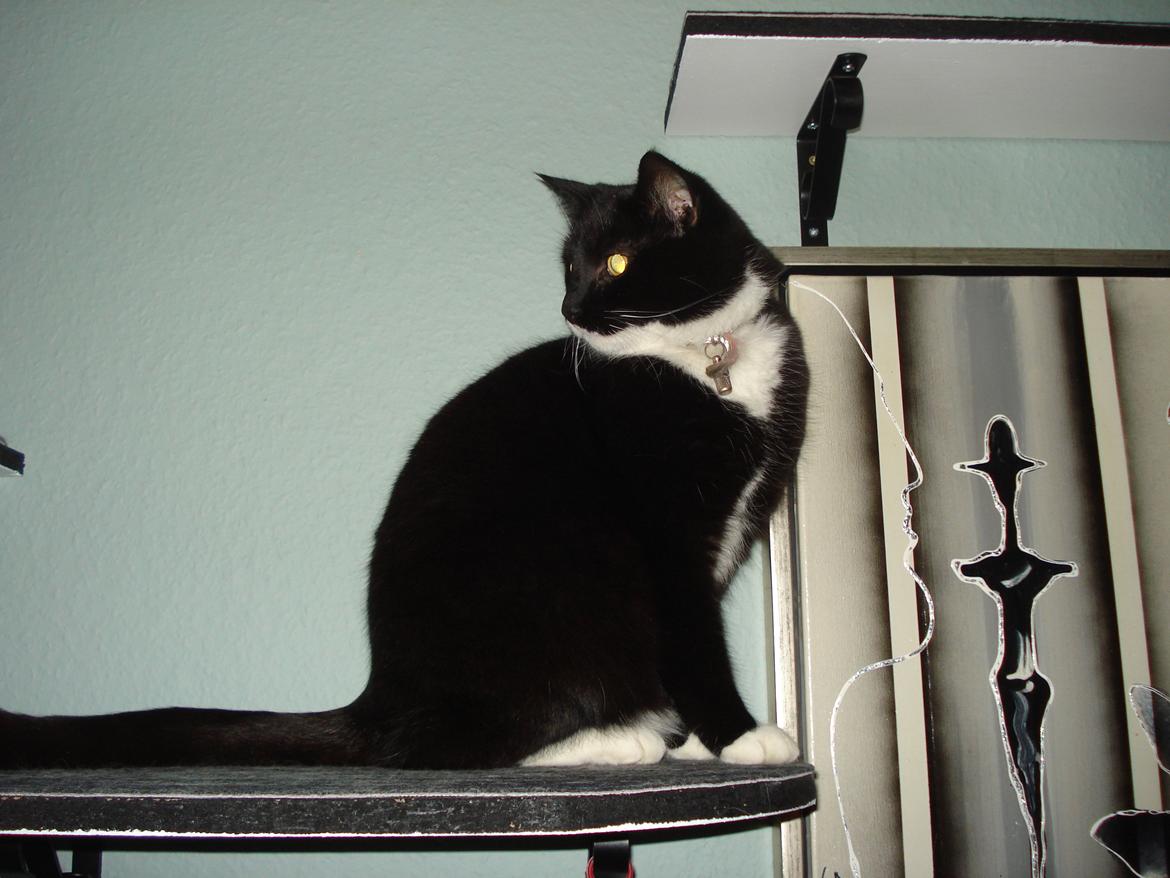 Huskat Blackie billede 9