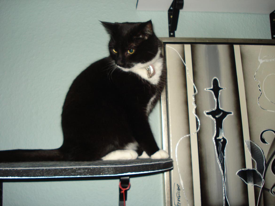 Huskat Blackie billede 10