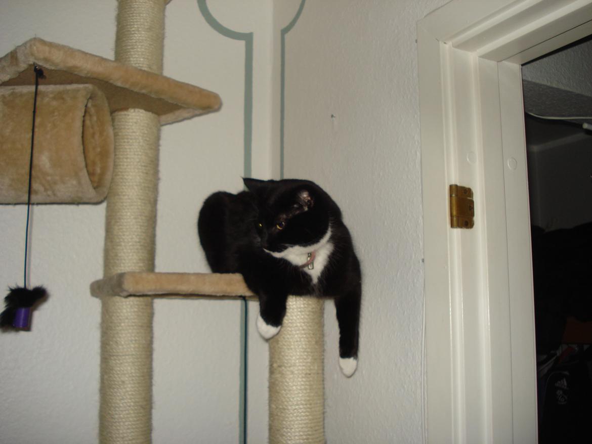 Huskat Blackie billede 11