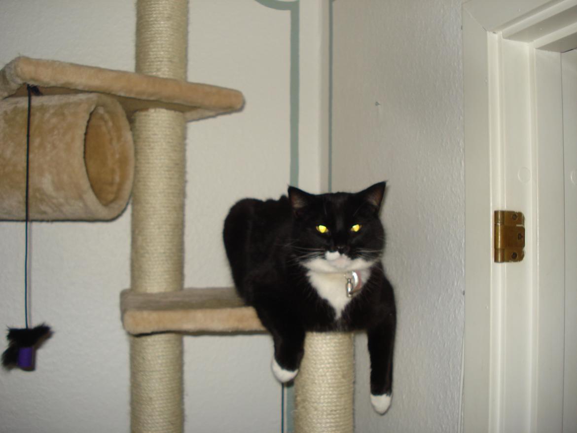 Huskat Blackie billede 12