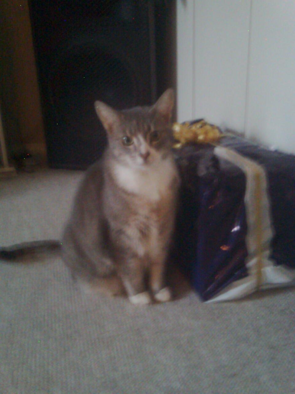 Huskat Magnus - Magnus til jul. billede 1