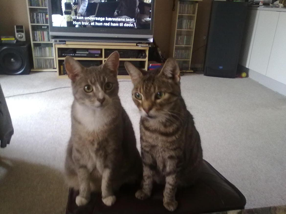 Huskat Magnus - Magnus med vores himmelkat karlson. billede 2