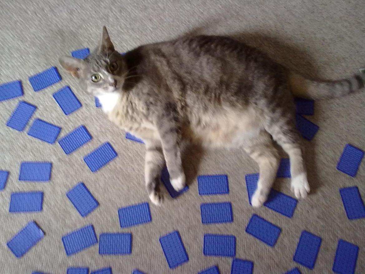 Huskat Magnus - Så spiller vi vende spil billede 3