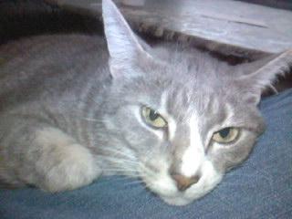 Huskat Magnus billede 4