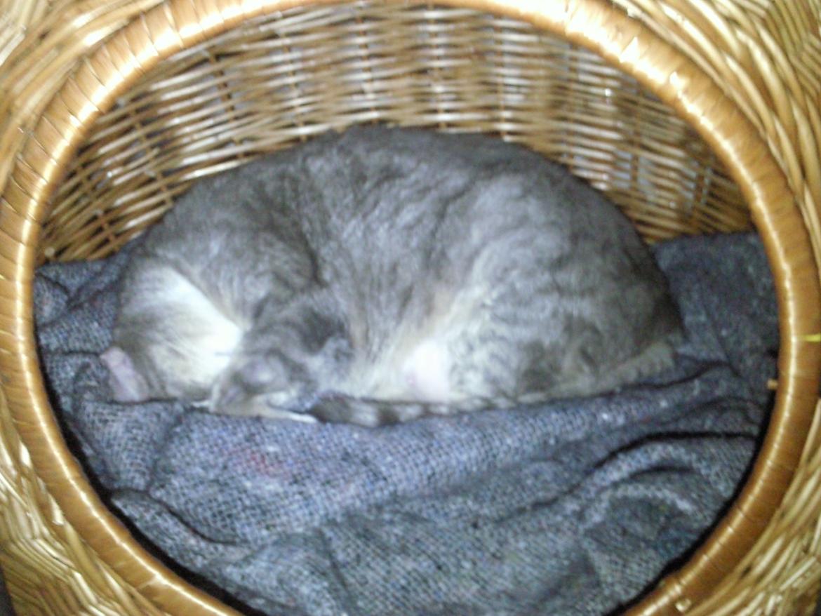 Huskat Magnus - Gucci er flyttet Ind og Magnus har søgt tilflugt i hulen. billede 5