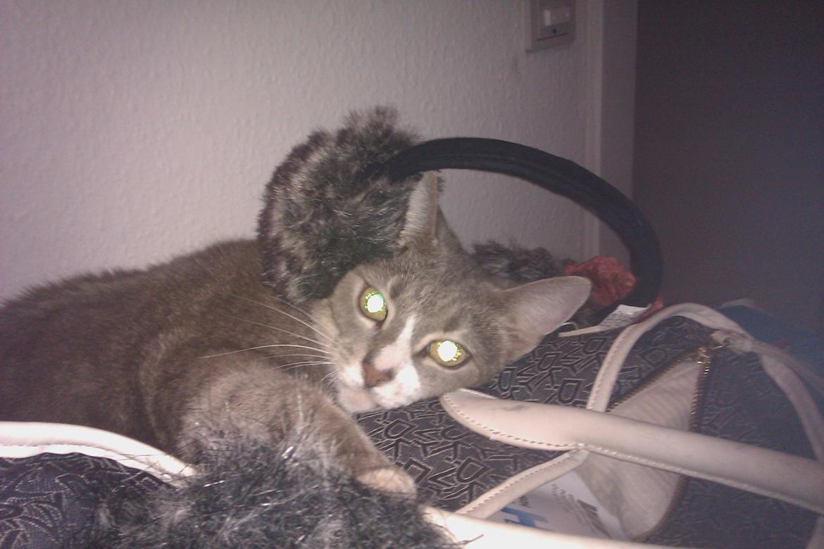 Huskat Magnus - Magnus har lagt sig på min taske og på en eller anden fået lagt sit fine hoved ind i mine ørevarmer. billede 6