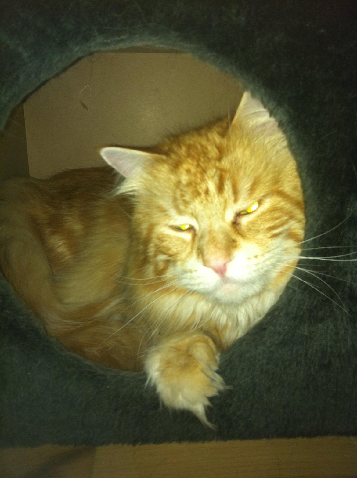 Maine Coon Basse billede 1