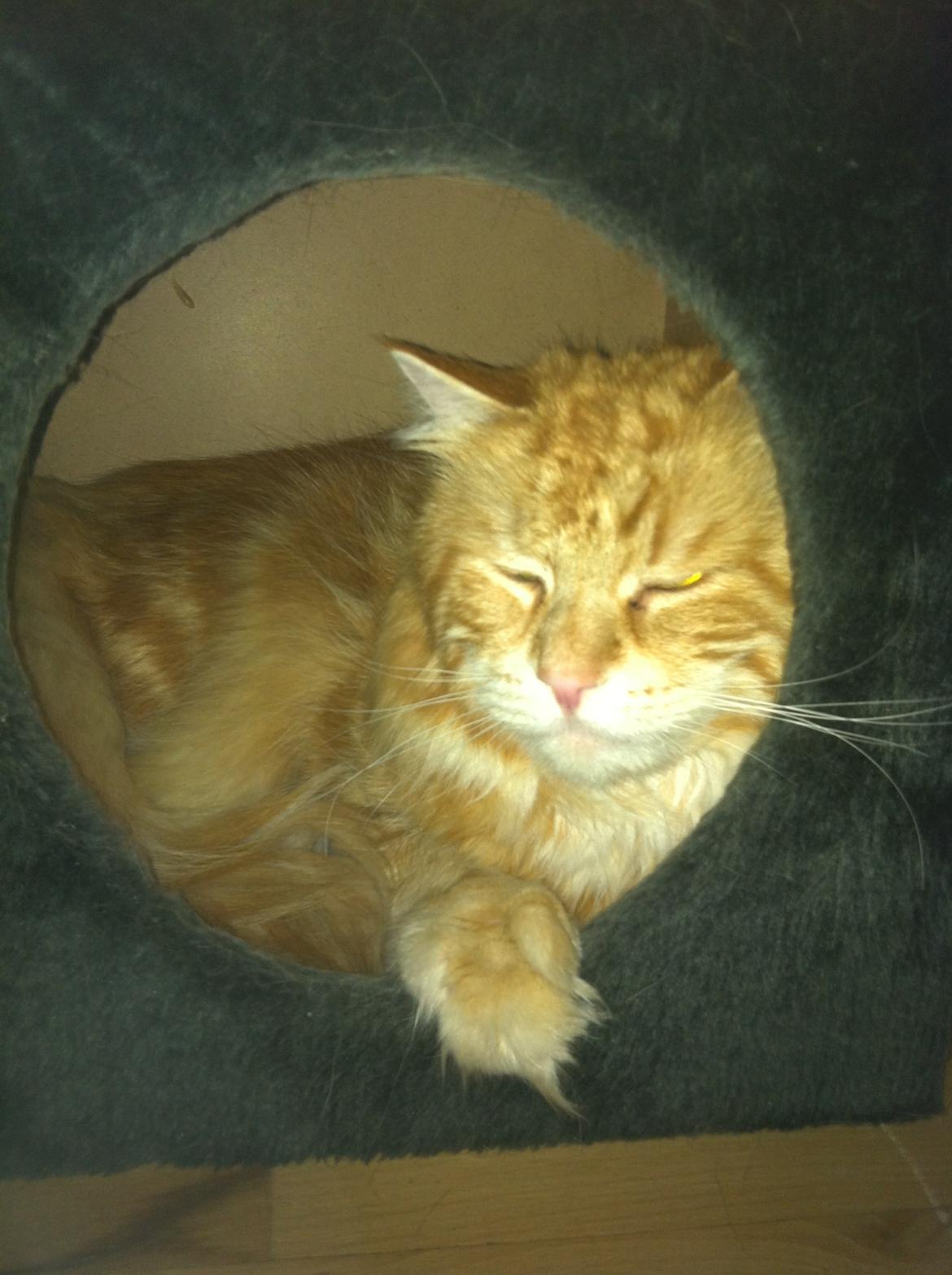 Maine Coon Basse billede 2