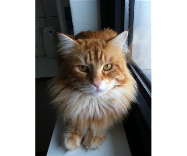 Maine Coon Basse billede 3