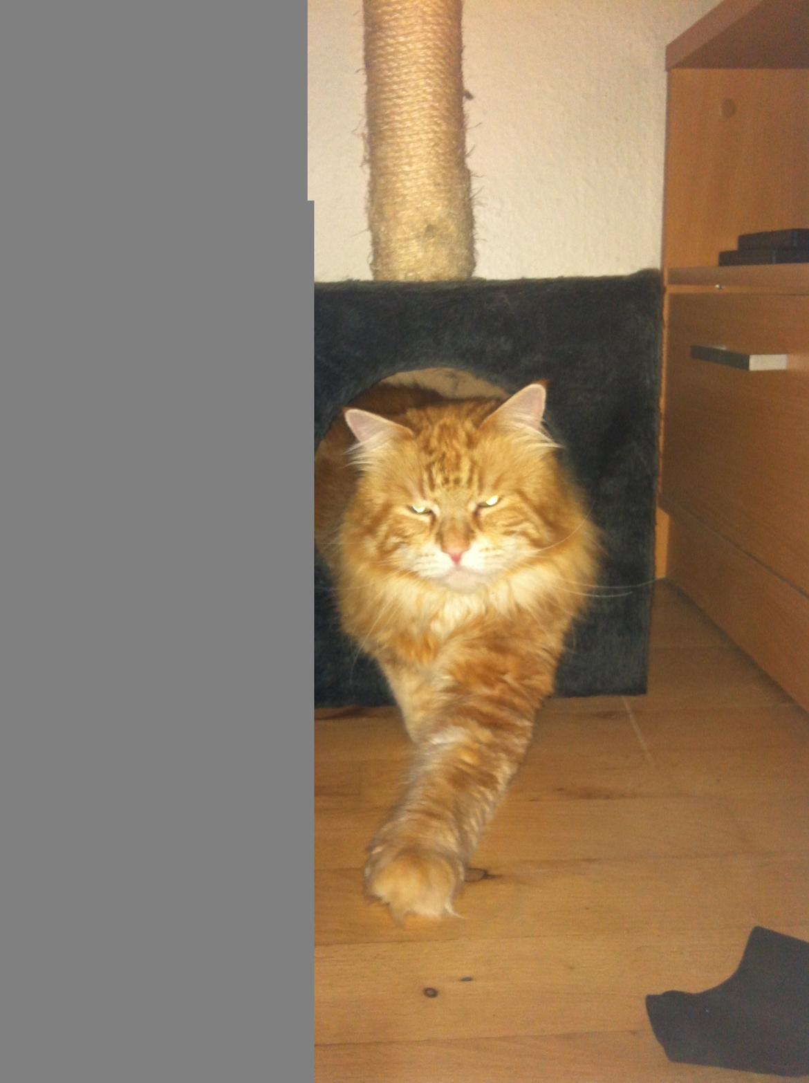 Maine Coon Basse billede 4
