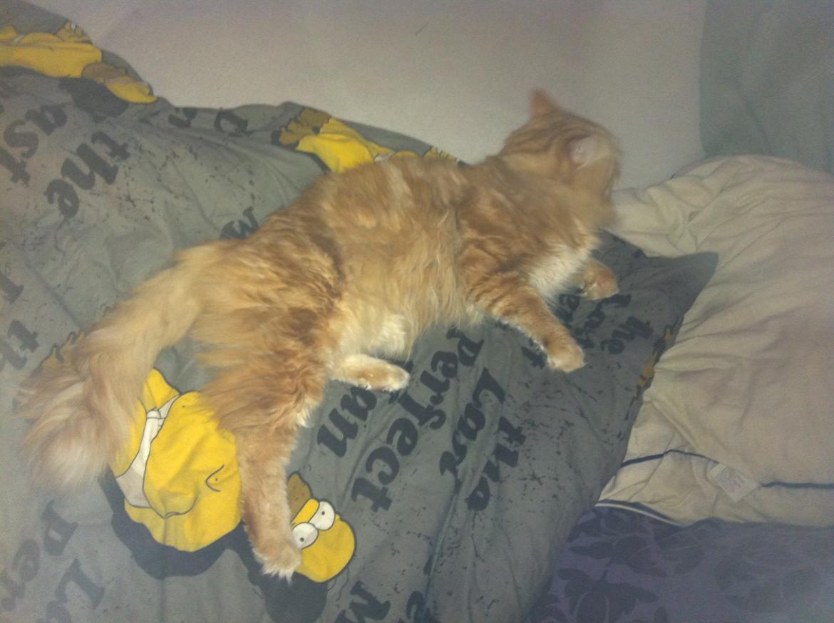 Maine Coon Basse billede 5