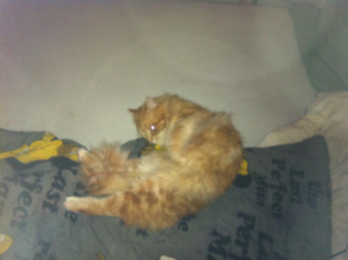 Maine Coon Basse billede 6