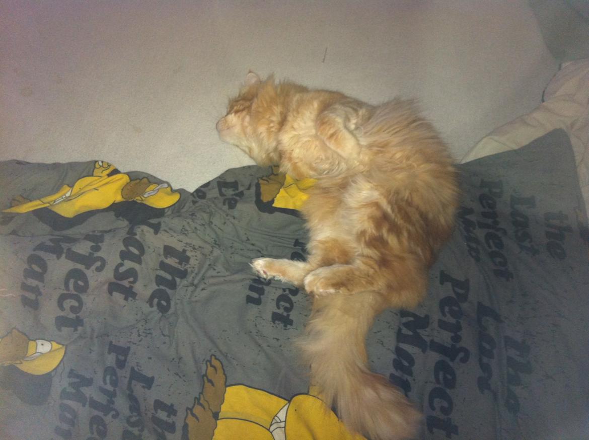 Maine Coon Basse billede 7