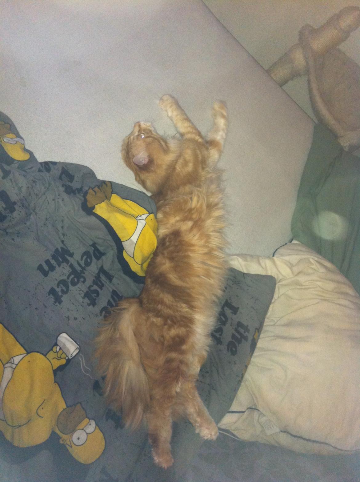 Maine Coon Basse billede 8