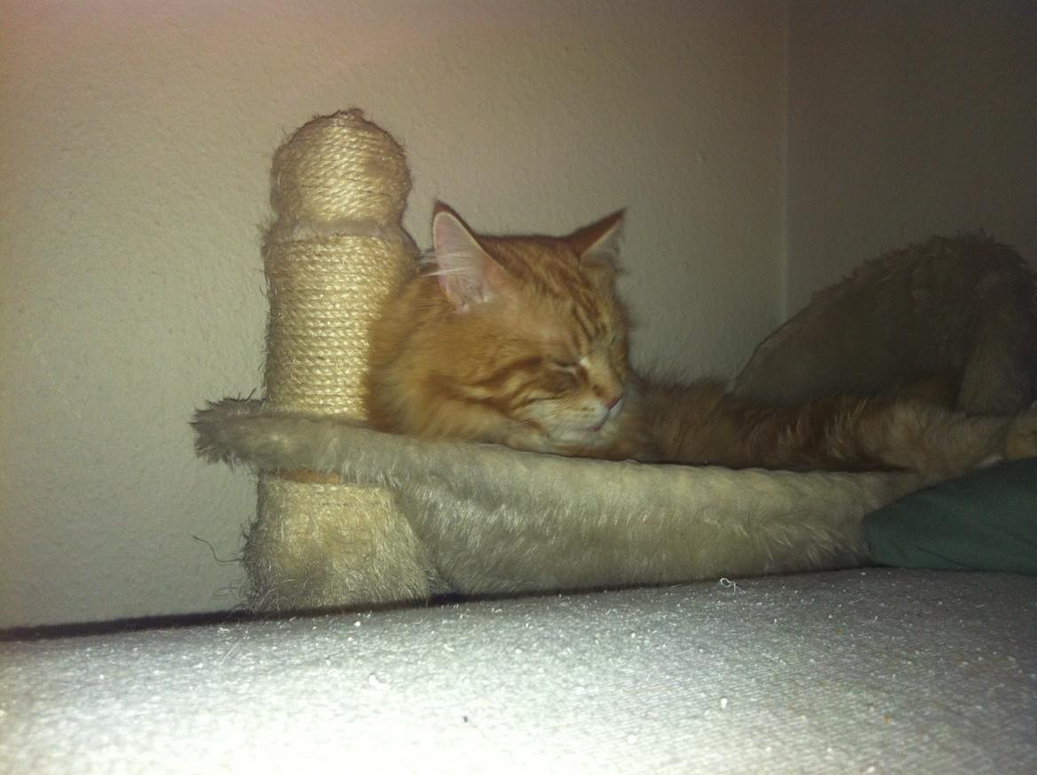 Maine Coon Basse billede 9