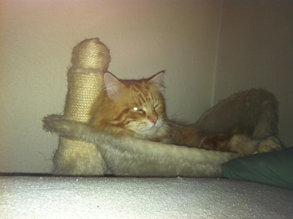 Maine Coon Basse billede 10