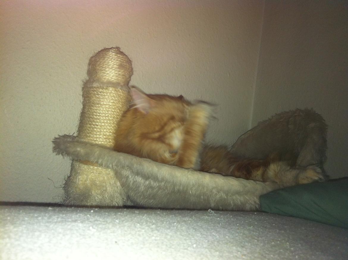 Maine Coon Basse billede 11