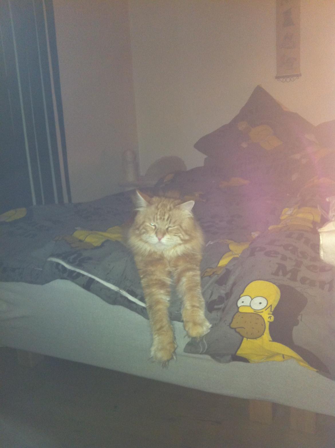 Maine Coon Basse billede 12