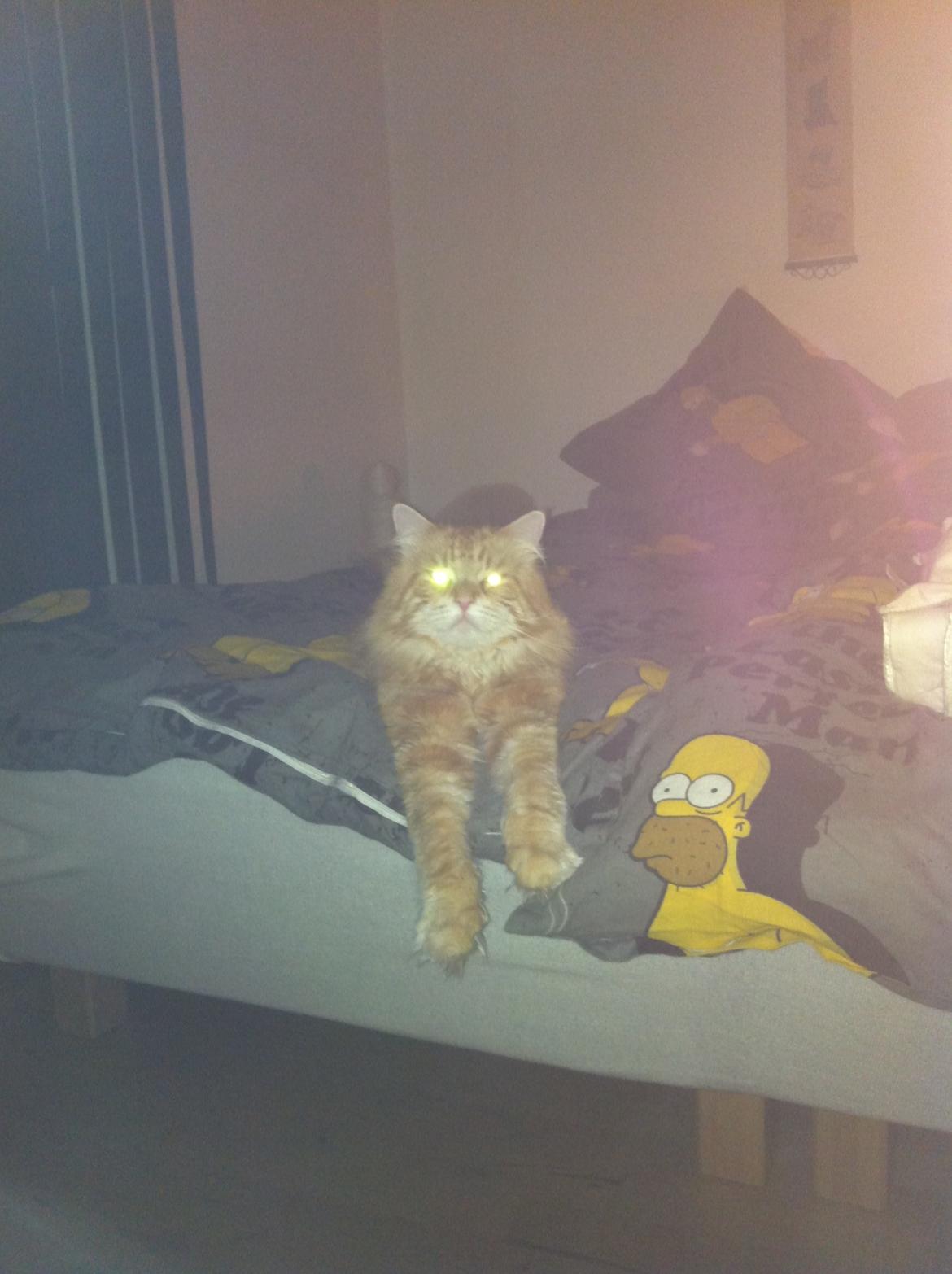 Maine Coon Basse billede 13