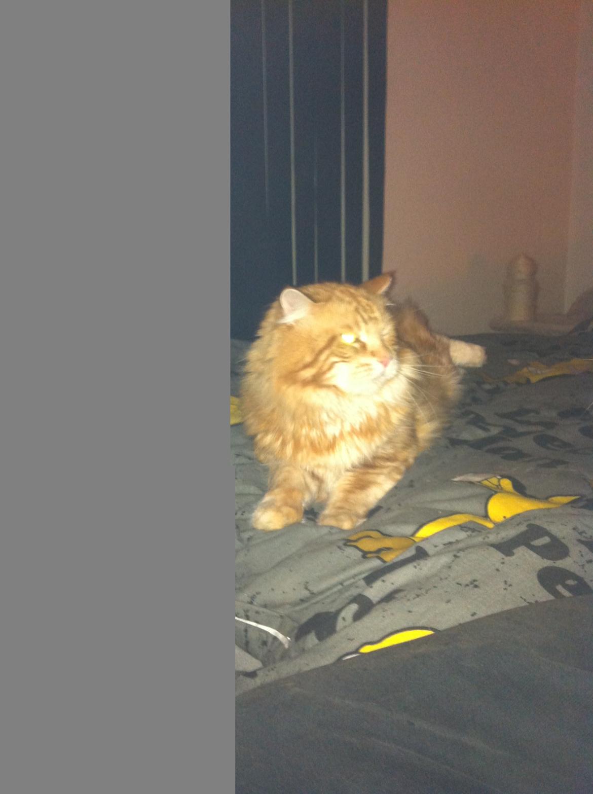 Maine Coon Basse billede 14