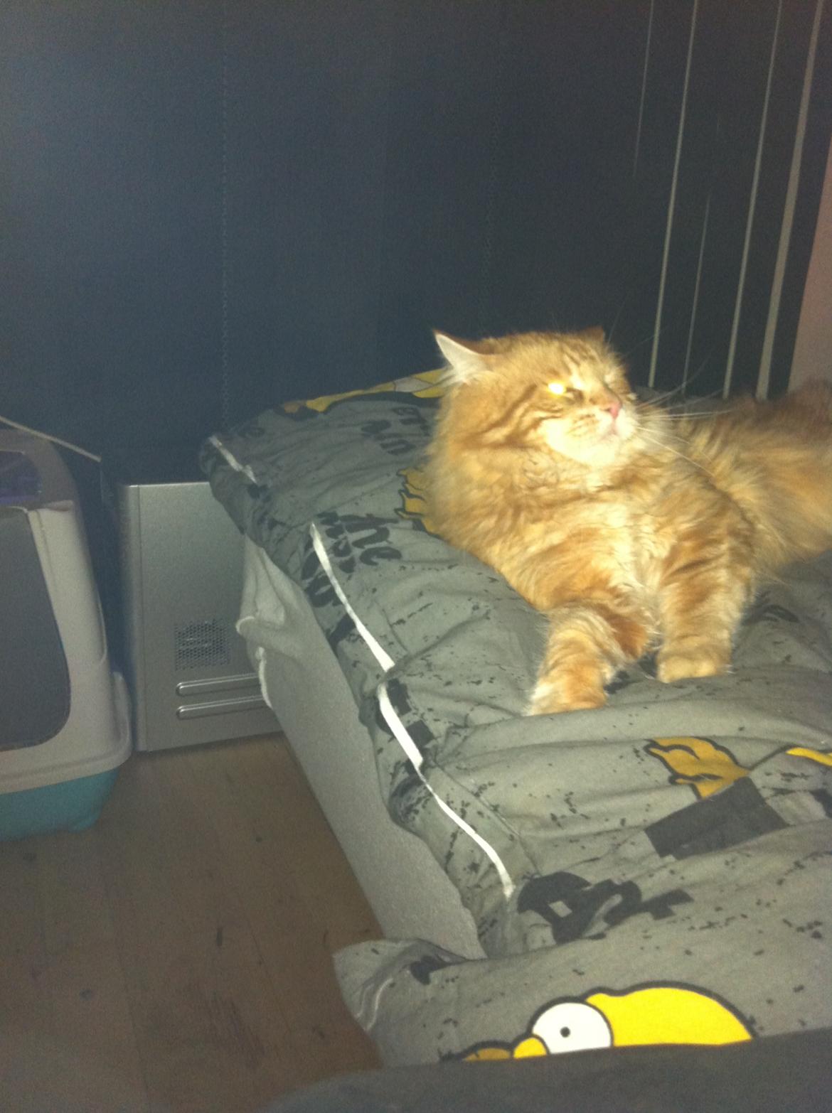 Maine Coon Basse billede 15