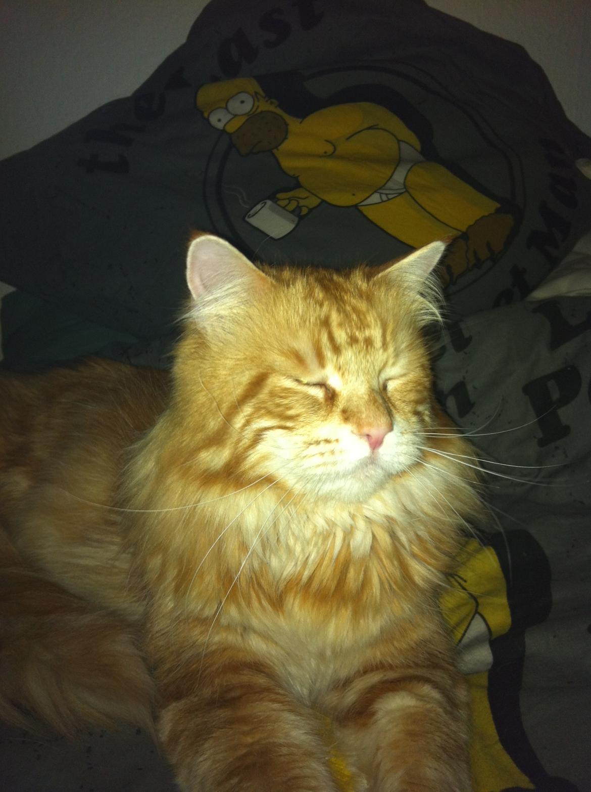 Maine Coon Basse billede 16