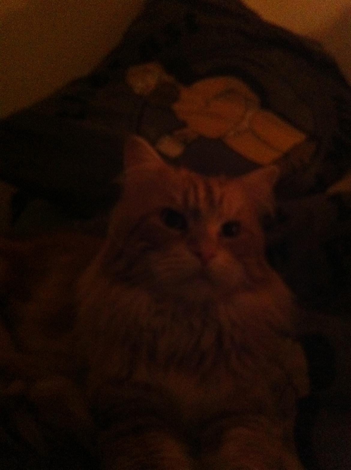 Maine Coon Basse billede 17