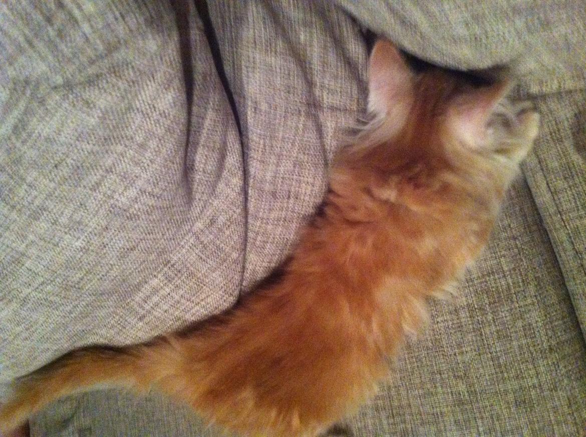 Maine Coon Oskar RIP :'( billede 1