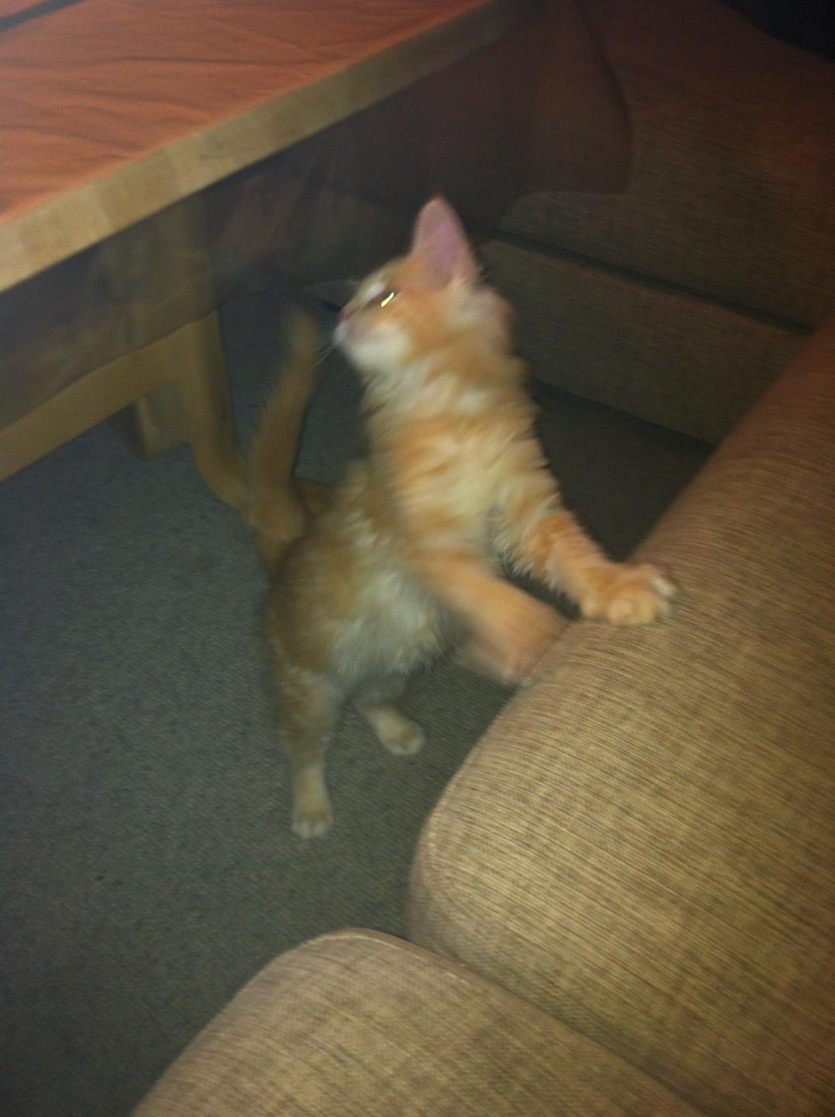 Maine Coon Oskar RIP :'( billede 2