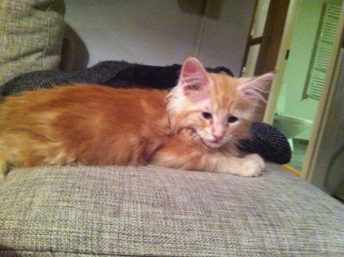 Maine Coon Oskar RIP :'( billede 3