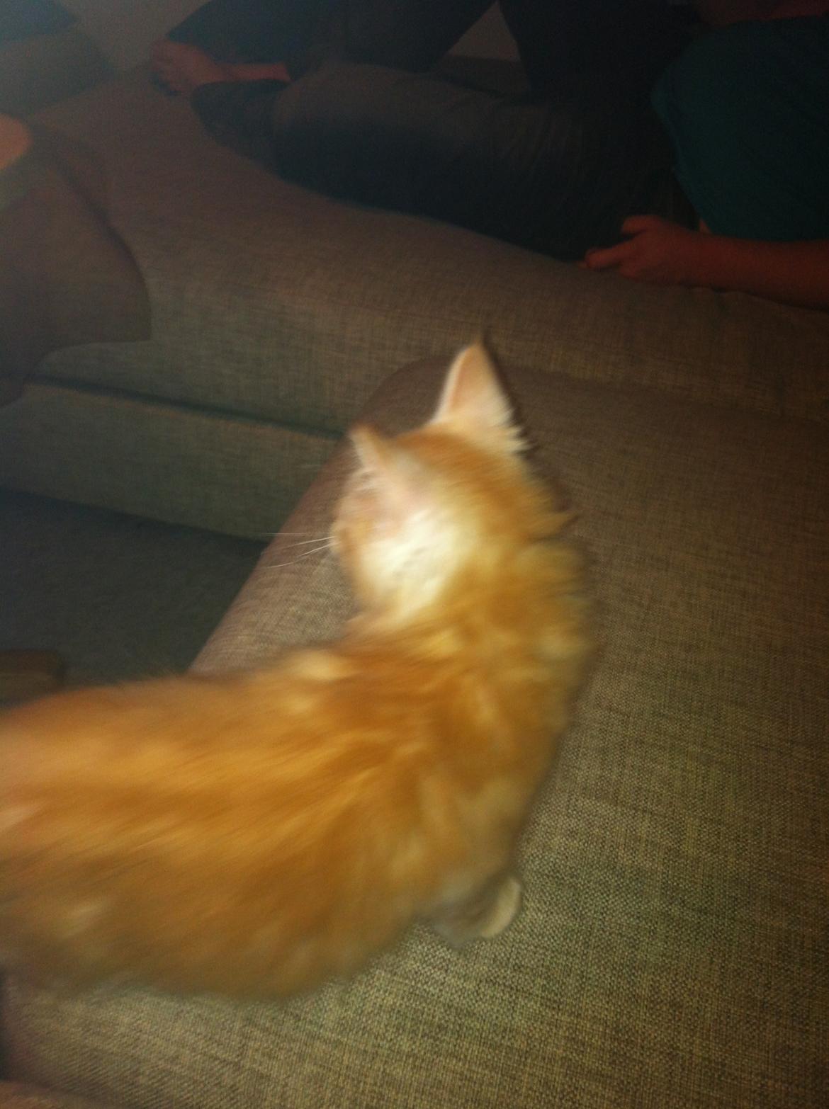 Maine Coon Oskar RIP :'( billede 4