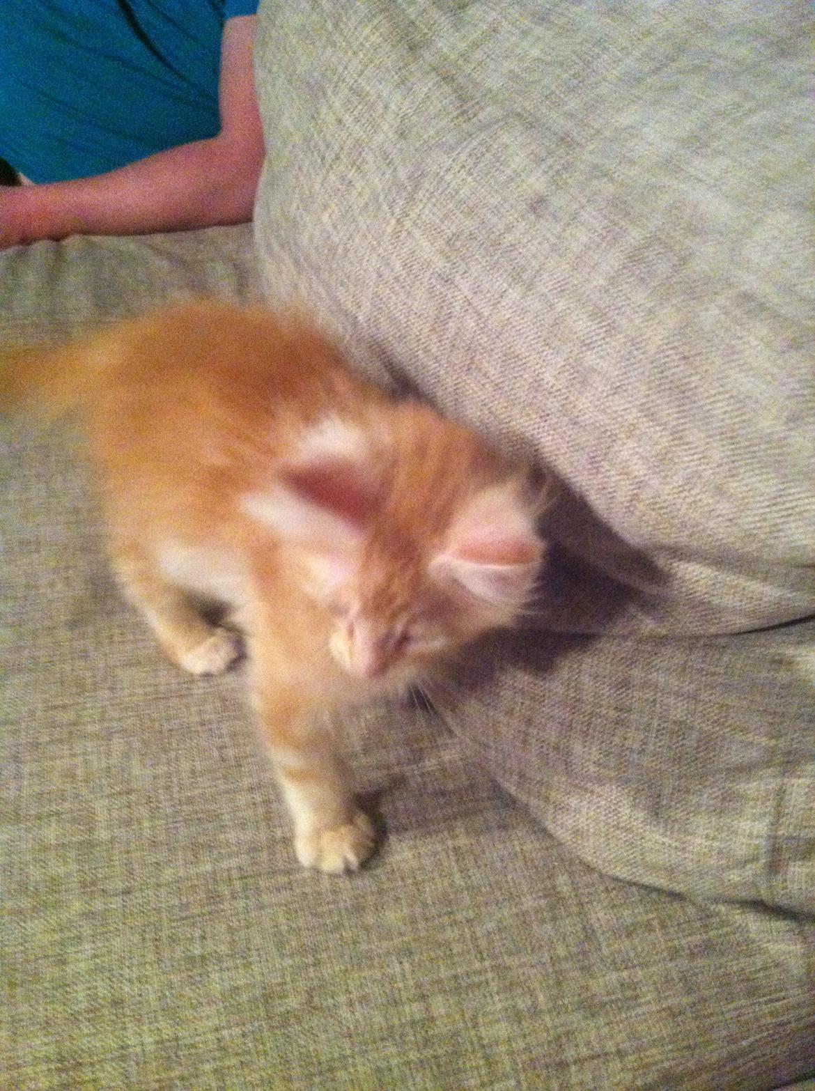 Maine Coon Oskar RIP :'( billede 5