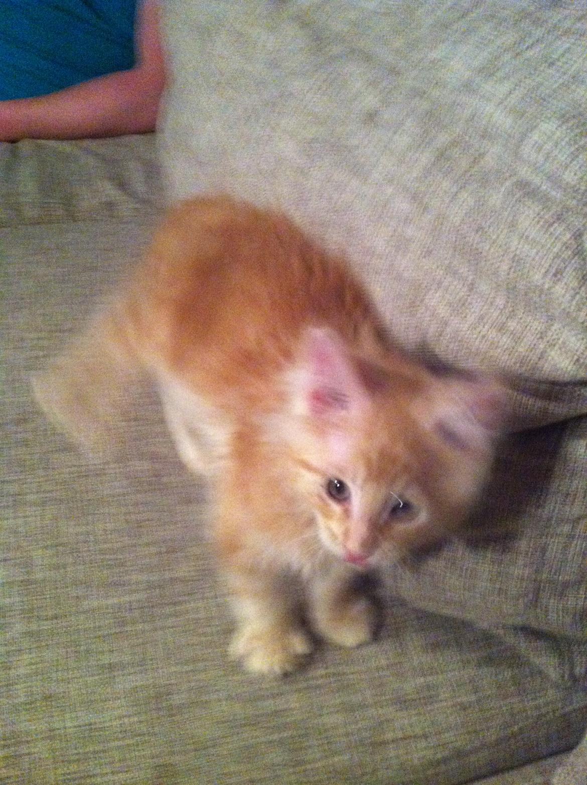 Maine Coon Oskar RIP :'( billede 6