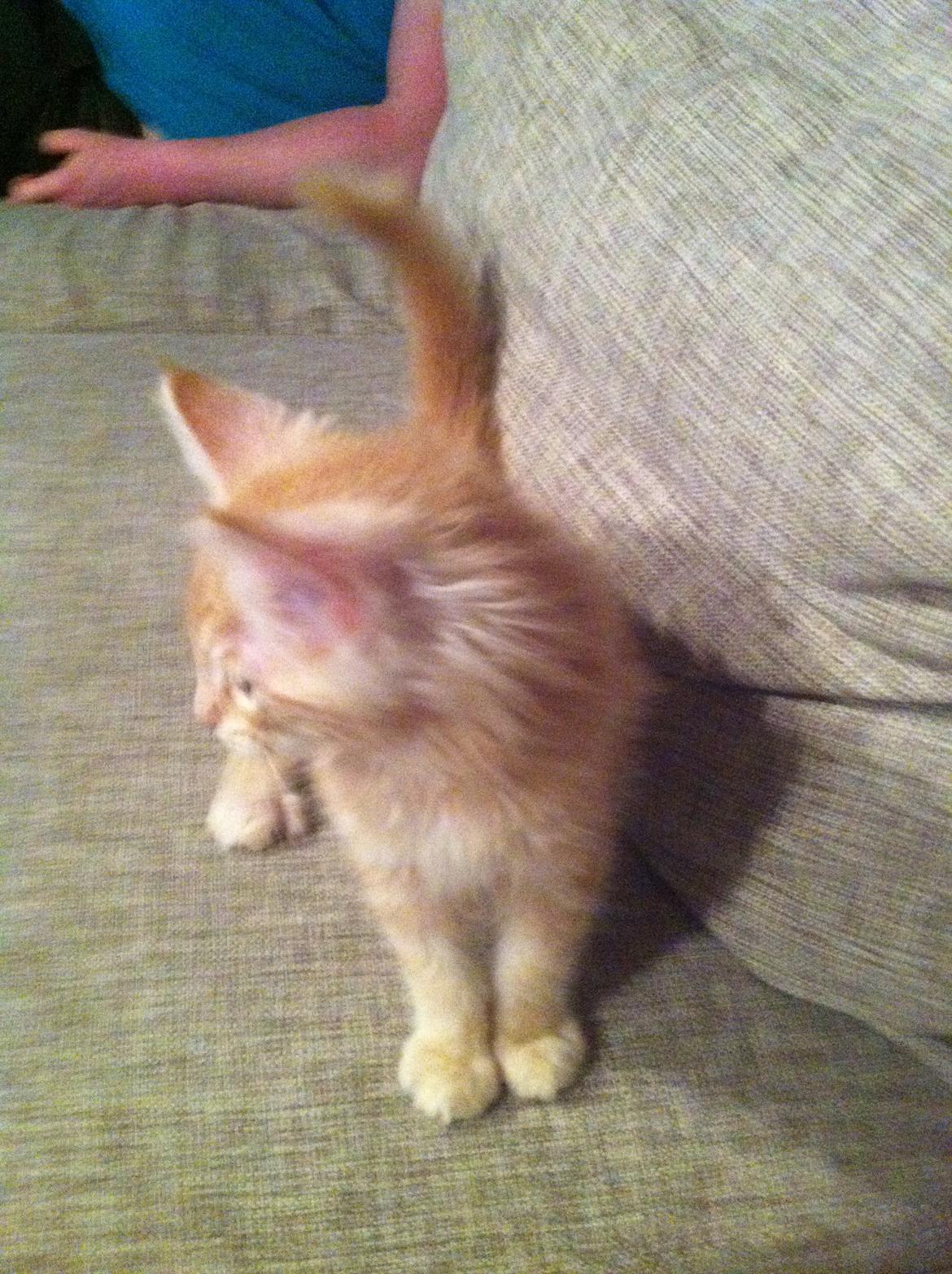 Maine Coon Oskar RIP :'( billede 7