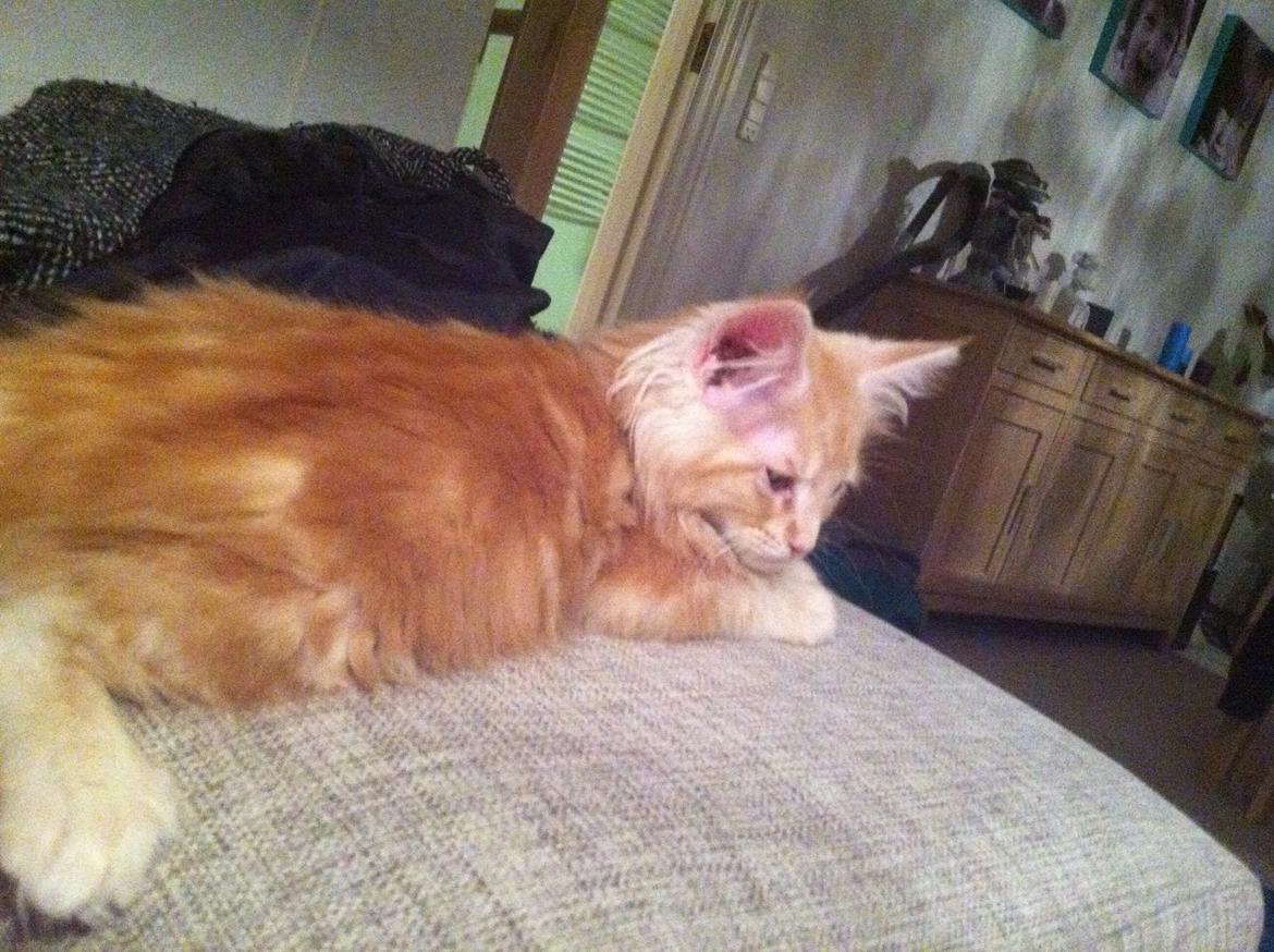 Maine Coon Oskar RIP :'( billede 8