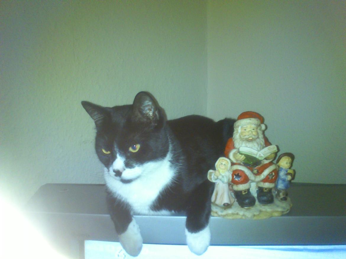 Blanding af racer Kiskat - Jule kat:) billede 19