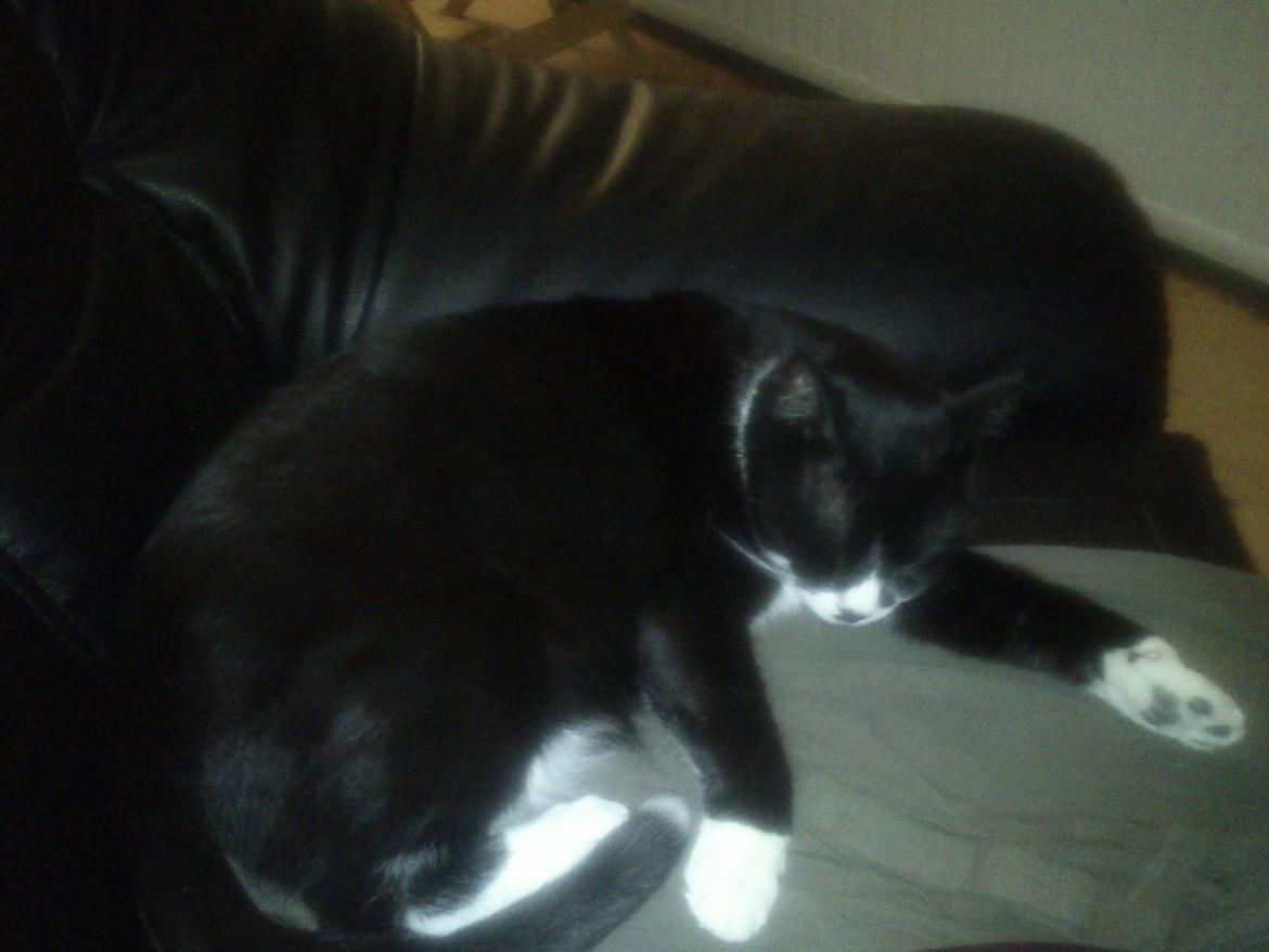 Blanding af racer Kiskat - Sååå træt... Tak for besøget:) billede 20