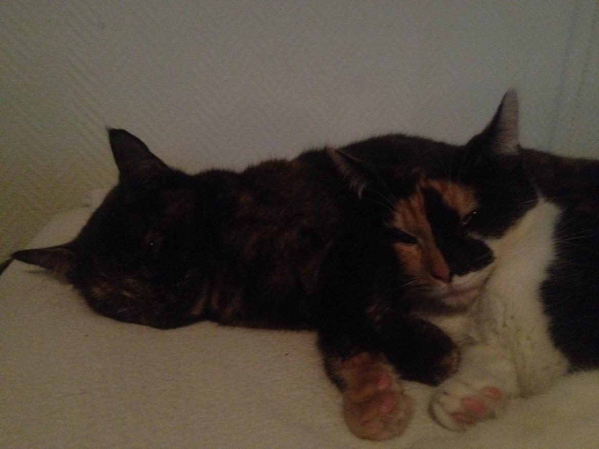 Blanding af racer Molly billede 8