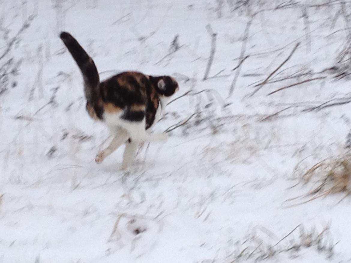 Blanding af racer Molly billede 9