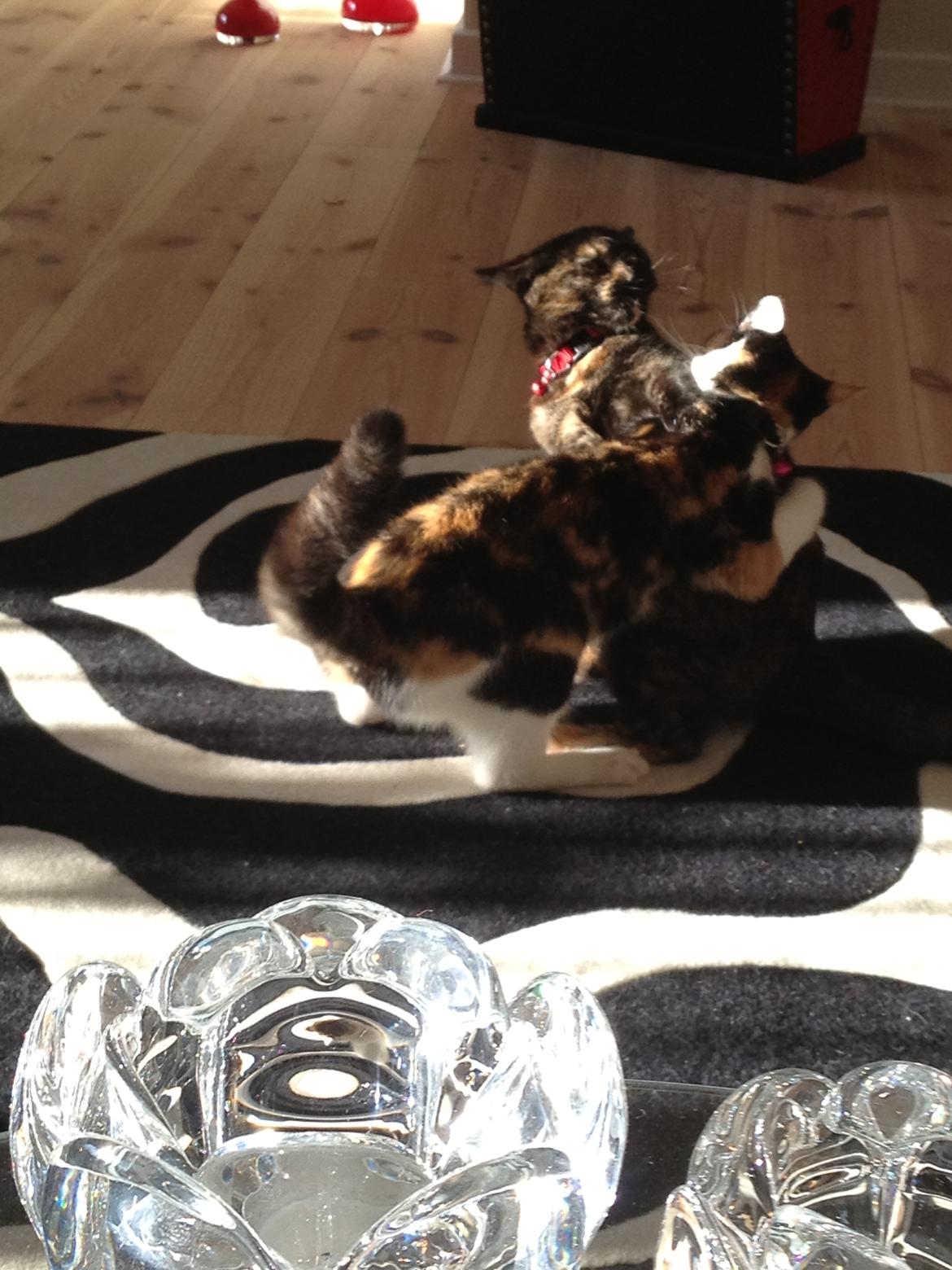 Blanding af racer Molly billede 10