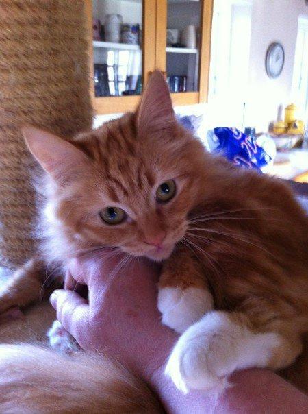 Blanding af racer Ginger Ale billede 1